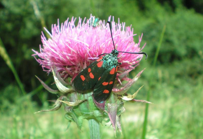 Zygaenidae dell''Umbria da identificare